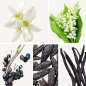 Preview: Duftnoten: Jasmin, Tonkabohne, schwarze Johannisbeere, Maiglöckchen, Vanille